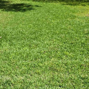 turf care by Marroquin Landscaping reviewed on July 19, 2025
