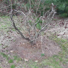 Leaf Removal by Outstanding Lawn Services reviewed on September 14, 2025