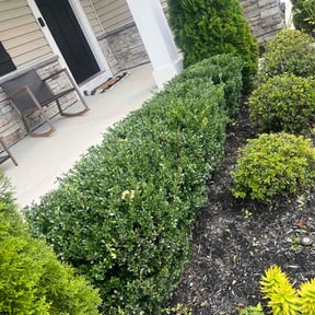 Bush Trimming by 220 Lawn Care LLC reviewed on August 1, 2026