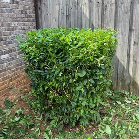 Bush Trimming by Two Grasshoppers lawn care. reviewed on October 22, 2025