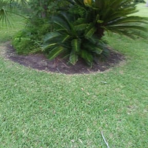 Flower Bed Weeding by Elite Lawn Care reviewed on August 17, 2025