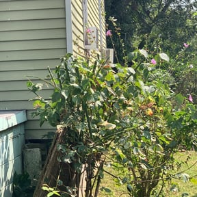 Bush Trimming by Diesel Dog Lawn Care LLC reviewed on August 21, 2025