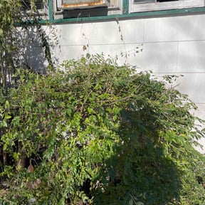 Bush Trimming by Lawn Care Solutions reviewed on August 19, 2025