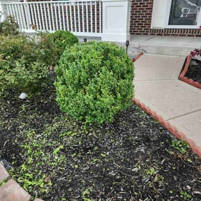 Bush Trimming by K.M.W. Lawn Services & Logistics LLC reviewed on August 16, 2025
