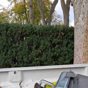 Bush Trimming by Sophie's lawn care reviewed on August 12, 2023