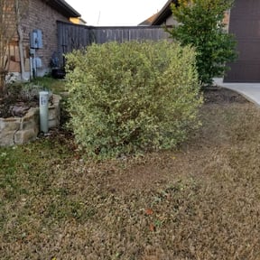 Bush Trimming by Skee lawn care reviewed on August 17, 2025