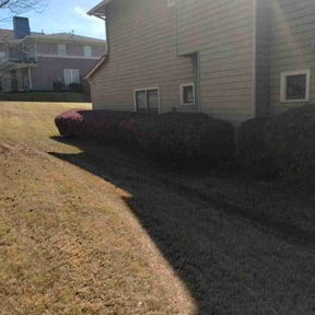 Bush Trimming by Blue Diamond Cleaning Services reviewed on August 13, 2025