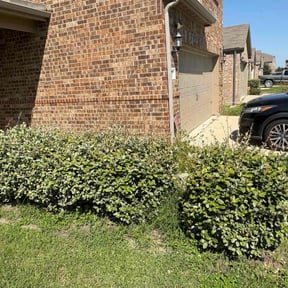 Bush Trimming by Seraphin Lawn Care LLC reviewed on November 10, 2025