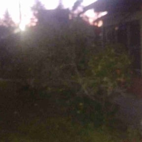 Bush Trimming by Erricks lawn care reviewed on January 22, 2026