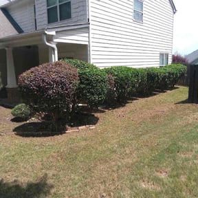 Bush Trimming by Anointed Services reviewed on October 15, 2023