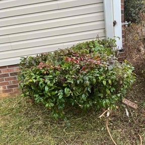 Bush Trimming by A.M. Lawncare Services LLC reviewed on August 21, 2025
