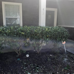 Bush Trimming by Sample Logistics Lawn Service  reviewed on August 17, 2025