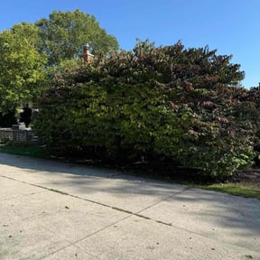 Bush Trimming by Ramirez lawn and landscaping reviewed on October 20, 2025