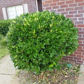 Bush Trimming by SS Junk Removal and Hauling reviewed on August 15, 2025