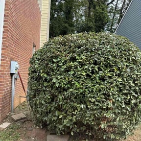 Bush Trimming by Lawn and Property services reviewed on November 6, 2025