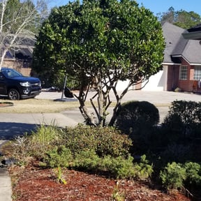Bush Trimming by Livery Services LTD, llc reviewed on August 16, 2025
