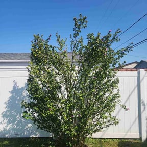 Bush Trimming by Aspiration Of Hope Inc reviewed on November 4, 2025