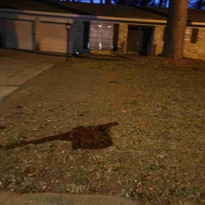 Leaf Removal by Littlefoot Lawn and Garden llc reviewed on September 7, 2025