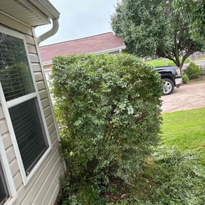 Bush Trimming by Beyond Green Landscaping reviewed on August 17, 2025