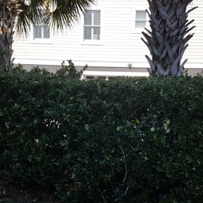 Bush Trimming by Go Green Electric Lawncare reviewed on August 19, 2025