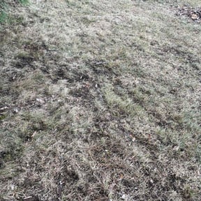 Leaf Removal by Lawn Monsterz reviewed on August 15, 2025
