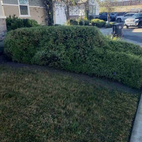 Bush Trimming by Double A lawn care reviewed on August 21, 2025