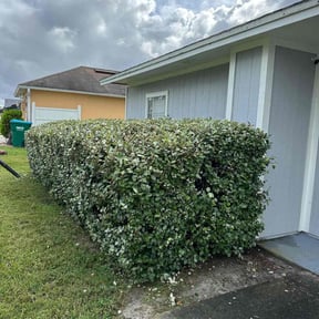 Bush Trimming by Grounds Team Landscaping LLC reviewed on August 20, 2025