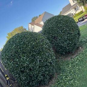 Bush Trimming by CJ’s Lanscaping Services reviewed on August 27, 2026