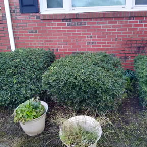 Bush Trimming by YellaRose Management LLC reviewed on August 17, 2025