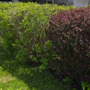 Bush Trimming by U scent lawn @ Pet's Control Services reviewed on May 7, 2026