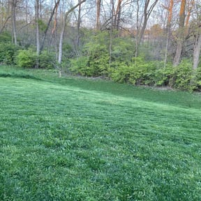 yard work by Dawg Landscaping Services reviewed on February 3, 2025