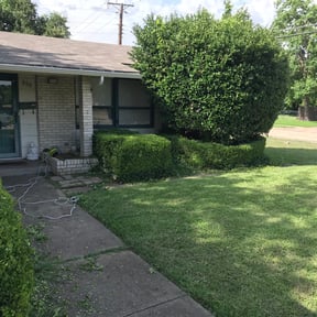 Bush Trimming by Cortes lawn service reviewed on August 21, 2025