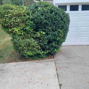 Bush Trimming by Oquendo s lawn care service reviewed on August 17, 2025