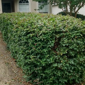 Bush Trimming by Beast Mode Lawn Care LLC reviewed on May 14, 2024