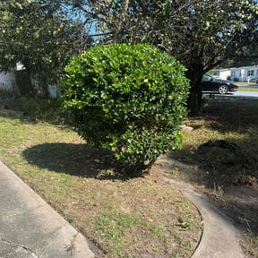 Bush Trimming by SupremeGroomers reviewed on August 18, 2025