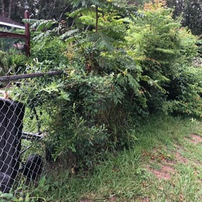 Bush Trimming by Little Services reviewed on August 19, 2025