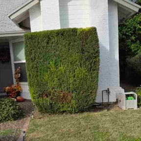 Bush Trimming by Landaeta &amp; Gamero Investments reviewed on October 20, 2025