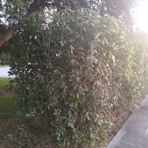 Bush Trimming by Clean Cuts reviewed on August 16, 2025