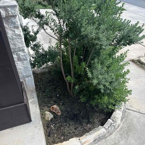 Flower Bed Weeding by Spinelli Scenery Solutions LLC. reviewed on August 21, 2025