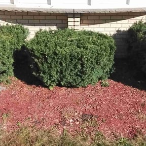 Bush Trimming by The lawn goat llc reviewed on November 24, 2025