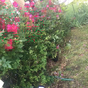 Bush Trimming by Matts Landscaping reviewed on August 19, 2025