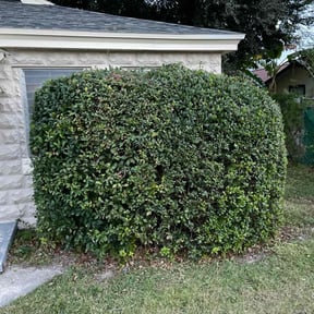 Bush Trimming by Bo's lawn care reviewed on August 15, 2025