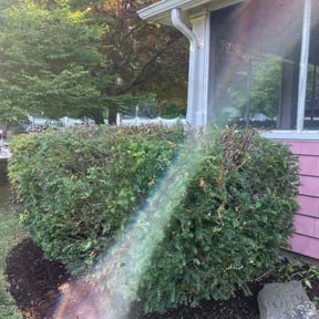 Bush Trimming by Geaux Superior Landscaping reviewed on August 17, 2025