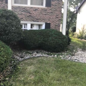 Bush Trimming by Davino Handy Services reviewed on August 16, 2025
