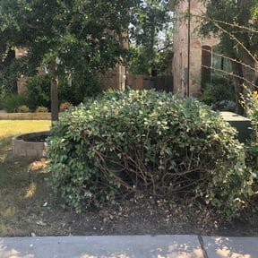 Bush Trimming by R+Care Lawn Services reviewed on August 20, 2025