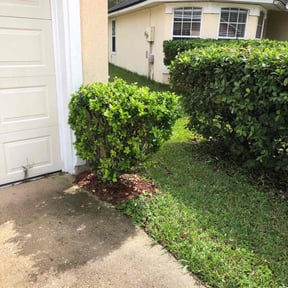 Bush Trimming by Rivera and Son's Services reviewed on August 18, 2025