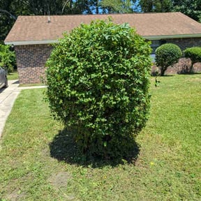 Bush Trimming by Emerald's Best Mowing Services reviewed on August 22, 2026
