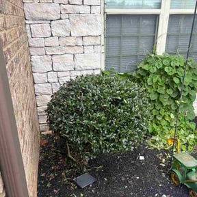 Bush Trimming by A lotus lawn care reviewed on July 21, 2026