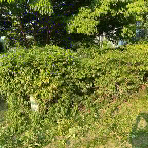 Bush Trimming by Pine Forest Lawn Care reviewed on August 19, 2025