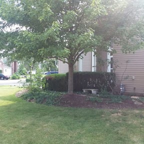 Bush Trimming by Watson Yard Works reviewed on August 18, 2025